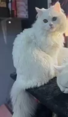 URGENT! Turkish Angora Male