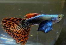 Guppies for sale