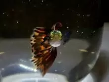 Guppies for sale