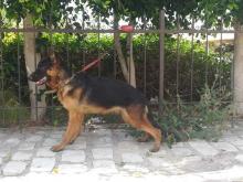 German Shepherd for sale