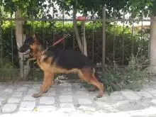 German Shepherd for sale
