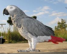 African grey casko