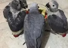 African grey casko