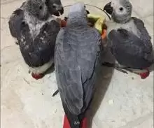 African grey casko