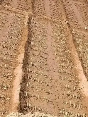 ابحث عن عمل في الكويت