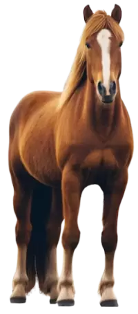 خيل للبيع في الكويت : أفضل الأسعار